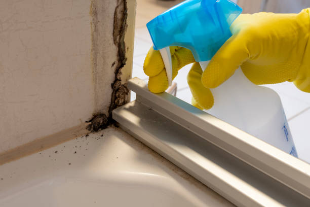 Professional Mold Remediation in Mableton, GA